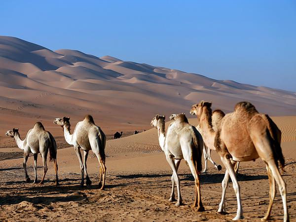 Folgt Mers auf Sars-Cov-2? In Saudi-Arabien sind viele Kamele mit dem Coronavirus Mers infiziert, der bereits mehrfach auf Menschen übergesprungen und lokale Ausbrüche, zuletzt 2015/2016 über einen Reisenden in Südkorea, ausgelöst haben. 