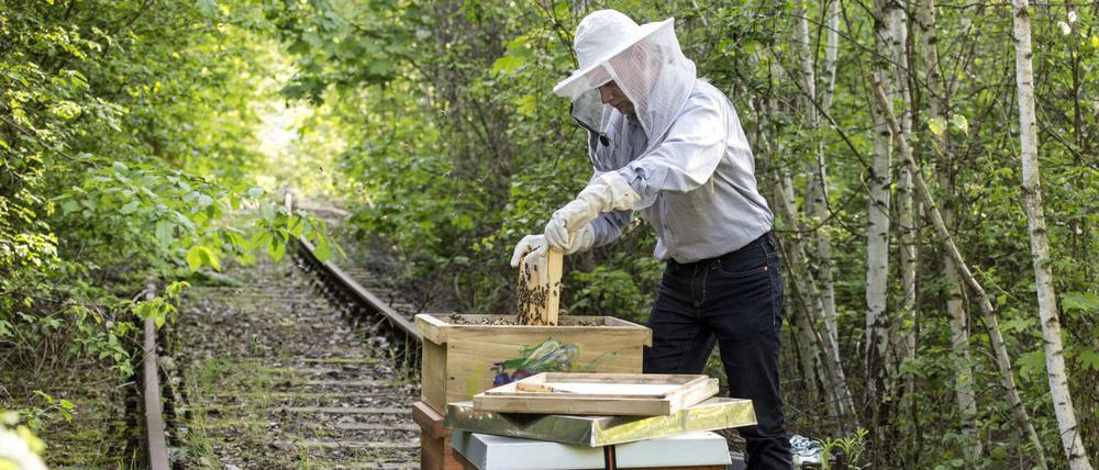 Stehen die Bienenstöcke in Regionen, in denen auch Wildbienen und andere Bestäuberarten leben, kann es zur Konkurrenz um die Blüten kommen.