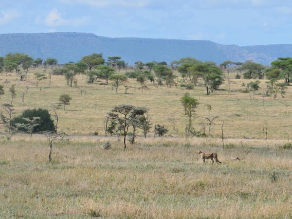 In Gebieten wie der Serengeti in Tansania mit hoher Beutedichte sind die Gepardenterritorien kleiner, grenzen aber nicht direkt aneinander. 