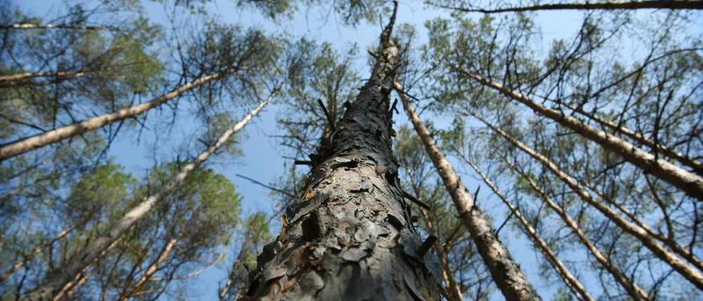 Kiefern, Kiefern, Kiefern - Brandenburgs Wälder sind mitunter eher monoton. Ob das im Klimawandel so bleiben kann oder sich ändern muss, wird in Eberswalde erforscht. 