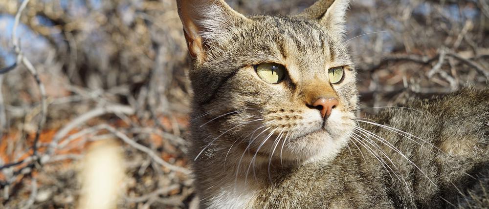 Katzen gehören nicht nach Australien und gefährden die dortigen Arten, weshalb sie gejagt werden – auch mit Gift. 