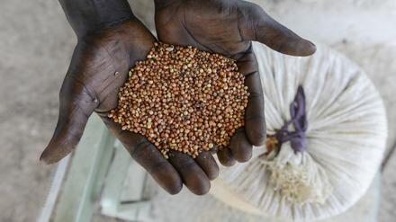 Zwei Drittel der aktuell von Lebensmittelknappheit betroffenen Länder befinden sich in Afrika. Wenn möglich sollten sie auf ihre traditionellen lokalen Produkte setzen, um von Getreideimporten wegzukommen, so Ziller.