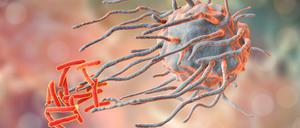 Macrophage engulfing tuberculosis bacteria Mycobacterium tuberculosis, 3D illustration
