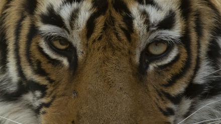 Die Tiger im Ranthambhore-Nationalpark sind doppelt so stark ingezüchtet wie Tiger in anderen Teilen Indiens und weisen eine hohe Frequenz schädlicher Genvarianten auf.