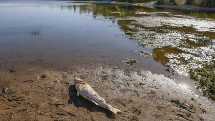 Seit Wochen rätseln Anwohner und Behörden über die Ursachen der Umweltkatastrophe in der Oder.