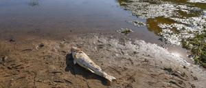 Seit Wochen rätseln Anwohner und Behörden über die Ursachen der Umweltkatastrophe in der Oder.