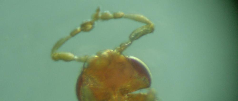 Ist das Gen „Antennapedia“ mutiert, wachsen der Fruchtfliege Drosophila melanogaster am Kopf Beine anstelle von Antennen.