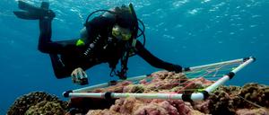 Datensammlung unter Wasser: Die Leitautorin Julia Baum untersucht die Lebensgemeinschaft eines Korallenriffs im Kiritimati-Atoll im Pazifik.