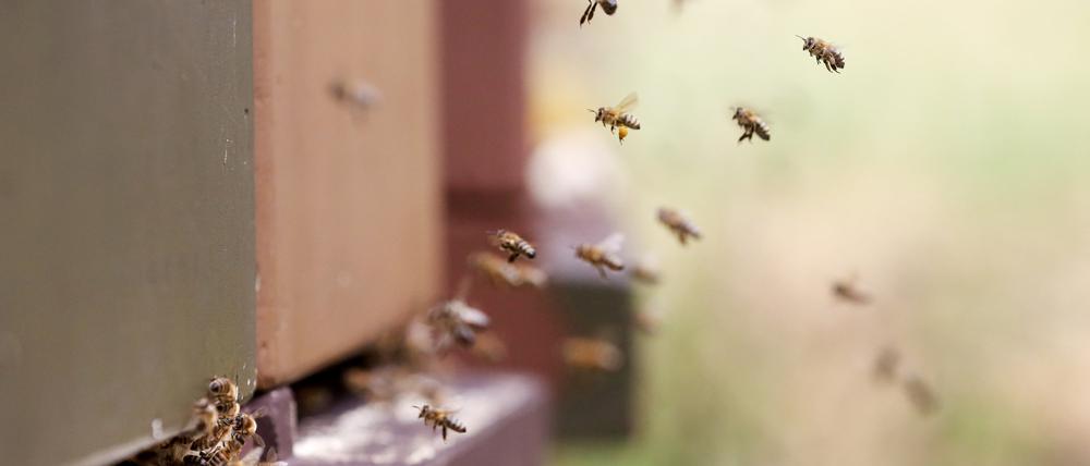 Düsseldorf: Bienen fliegen zu ihrem Bienenstock. 