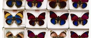 Sammlungsstücke wie diese Agrias-Schmetterlinge in Naturkundemuseen können Forschenden helfen, Auswirkungen des Klimawandels und der Lebensraumzerstörung zu erfassen.