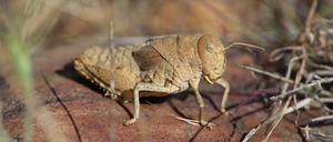 Die Crauschrecke (Prionotropis rhodanica) ist durch Veränderungen in der Weideviehhaltung in Südfrankreich vom Aussterben bedroht.