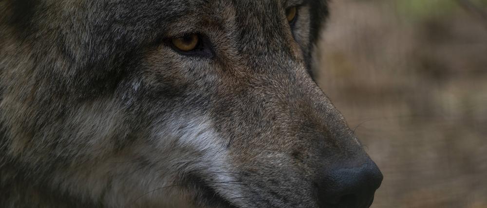 Seit über 20 Jahren sind wieder Wölfe in Deutschland heimisch und ihre Zahl wächst.