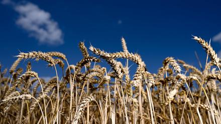 Die Ukraine und Russland zählen weltweit zu den wichtigen Exporteuren von Weizen, Gerste, Raps, Mais und Sonnenblumenöl. 