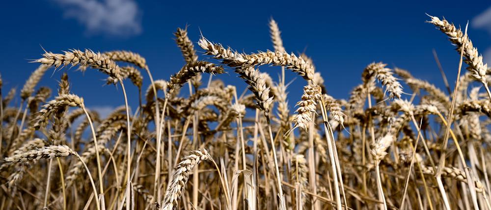 Ukraine und Russland sind bedeutende Exporteure auf dem internationalen Weizenmarkt. 