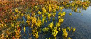 Salzwiese mit Europäischer Queller im Naturschutzgebiet Zwin, Belgien. Das Marschland ist ein empfindliches Ökosystem, das ohnehin von Menschen stark beeinflusst wird.