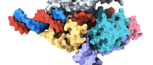 Das Enzym Fanzor, wie es Erbgut (blau-rote Helix) schneidet.