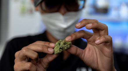 FILE PHOTO: Highland Cafe's first customer Rittipomng Bachkul holds up a piece of cannabis at the Highland Cafe on the first day of removing it from the narcotics list under Thai law in Bangkok, Thailand, June 9, 2022. REUTERS/Athit Perawongmetha/File Photo