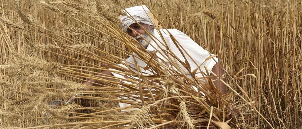 Ein Bauer erntet sein Weizenfeld am Rande von Amritsar im indischen Bundesstaat Punjab im Norden des Landes.