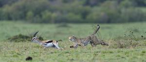 Gepard gegen Gazelle: In der Evolution hat dieser Wettstreit zwischen Räuber und Beute zu immer höheren Geschwindigkeiten geführt, die die Tiere erreichen können.