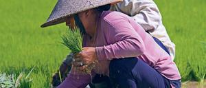 Arsen gelangt über die Wurzeln in die Pflanzen. Bestimmte Anbaumethoden sollen den Anteil des giftigen Halbmetalls im Reis nun reduzieren. 