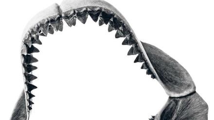 Dentale Stärke. Vom Megalodon haben Menschen nur Fossilien gefunden. Vor allem Zähne, hier zu einem Gebiss rekonstruiert. 
