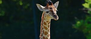 Giraffenjungbulle „Henri“ im Tierpark Berlin