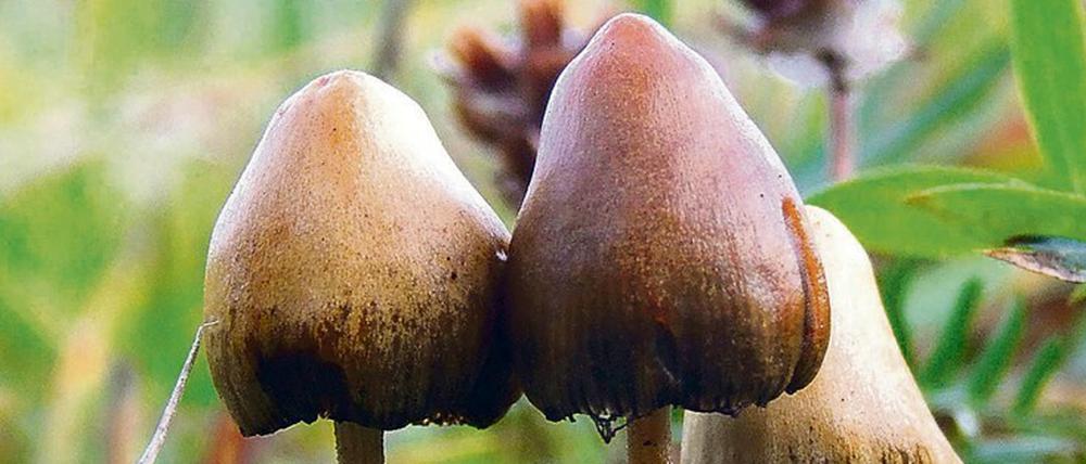 Drei kleine braune Pilze, die aus dem Boden Wachsen.