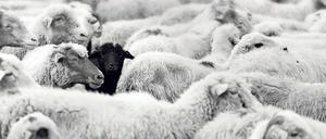 Eine Herde von dicht aneinander stehenden Schafen.