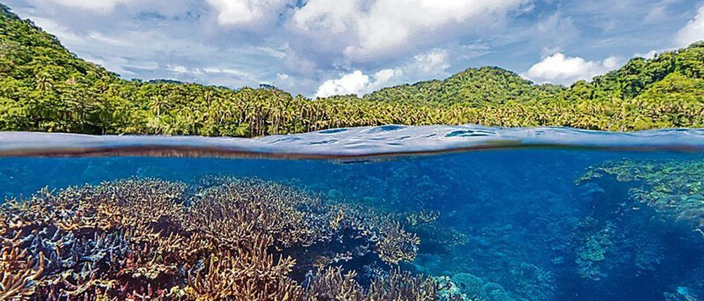 Effektive lokales Riff-Management und Klimaschutz können Korallenriffen helfen, zu überleben. 