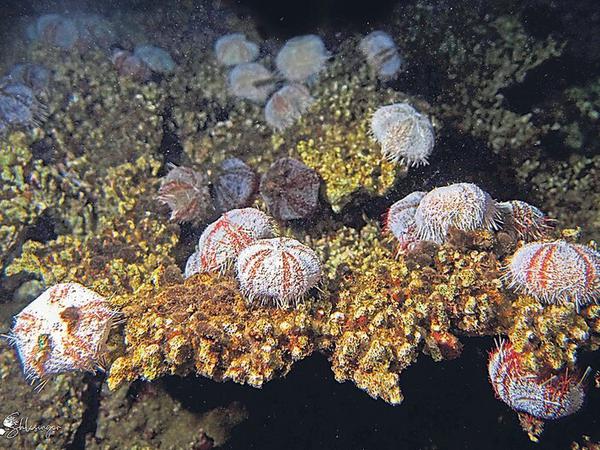 Seeigel auf Korallen