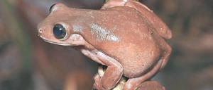 Ist das der von "Harry Potter"? Schokofrosch ist der Spitzname für eine neue Spezies aus Neuguinea. 