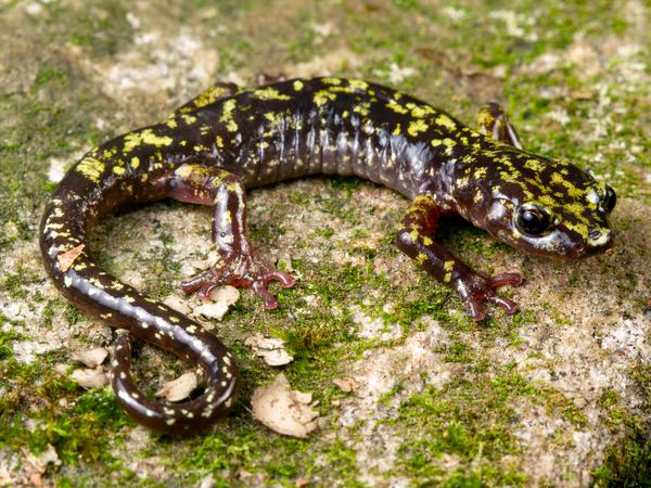 Der in Nordamerika heimische „Hickory Nut Gorge Green Salamander“ (Aneides caryaensis) ist eine der vom Aussterben bedrohten Amphibienarten.