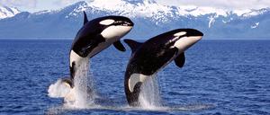 Als intelligente und soziale Tiere spielen Orcas viel und auch gerne in enger Abstimmung mit Artgenossen.