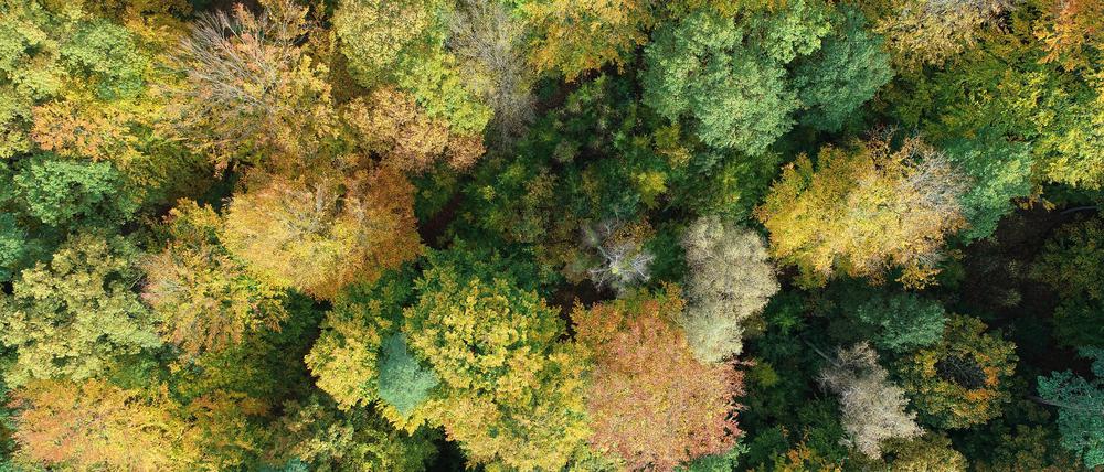 Trockenheit und weitere Faktoren hinterlassen sichtbare Spuren im Blätterdach einer der Versuchsflächen. Feinstaub könnte als in Deutschland gleichsam allgegenwärtige Belastung zu den Waldschäden beitragen.