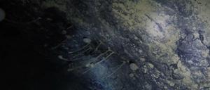 Sessile Tiere sind an einem Felsbrocken auf dem Meeresboden befestigt. Unter Hunderte Meter dickem Eis haben Forscher in der Antarktis zufällig an extreme Bedingungen angepasste Lebensformen entdeckt.