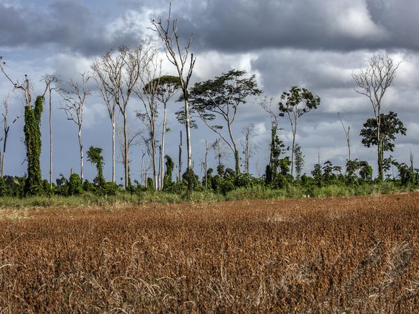 Mit der geschlossenen Walddecke geht ein großer Einfluss auf das lokale und das kontinentale Klima Südamerikas verloren.