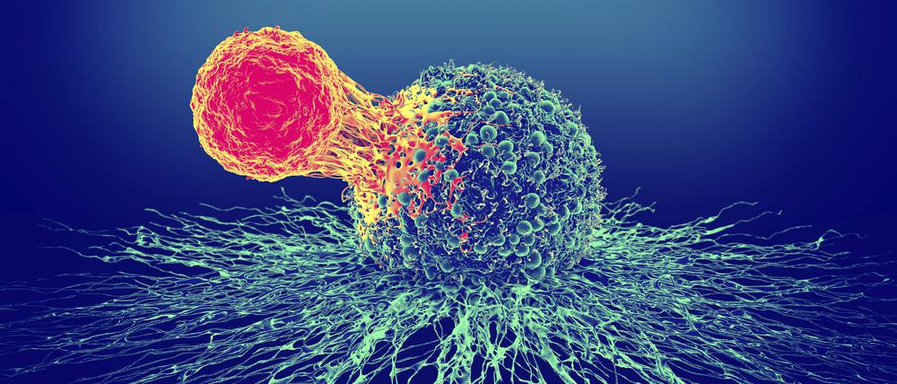 Eine T-Zelle (orange gefärbt) greift eine Tumorzelle an. Die T-Zelle erkennt Oberflächeneiweiße der Krebszelle und dockt an die an.