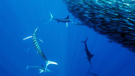 Gestreifte Marline jagen einen Fischschwarm in Baja California Sur im Pazifischen Ozean Mexikos.