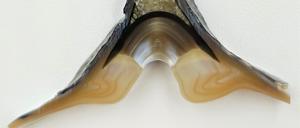 Das Scharnier im Querschnitt: Das elastische Material in der Mitte öffnet die Schale, wenn sich die Muskeln der Muschel entspannen.