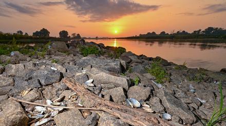 Leere Muschelschalen liegen im brandenburgischen Lebus am Ufer des deutsch-polnischen Grenzflusses Oder. Das Tiersterben hatte viele Ursachen und betraf nicht nur Fische.