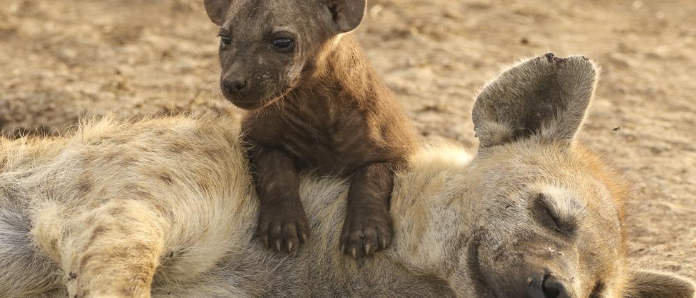 Netti und Nera. Nach einer durchgejagten Nacht und vielen Kilometern Heimweg entspannt Hyänenweibchen Netti am Bau des Mamba-Clans in der Serengeti. Ihre knapp sechs Wochen alte Tochter Nera hält davon nichts.