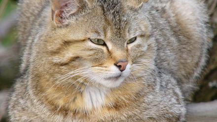 Wildkatzen sind scheue Tiere, die sich selten entspannt beobachten lassen.