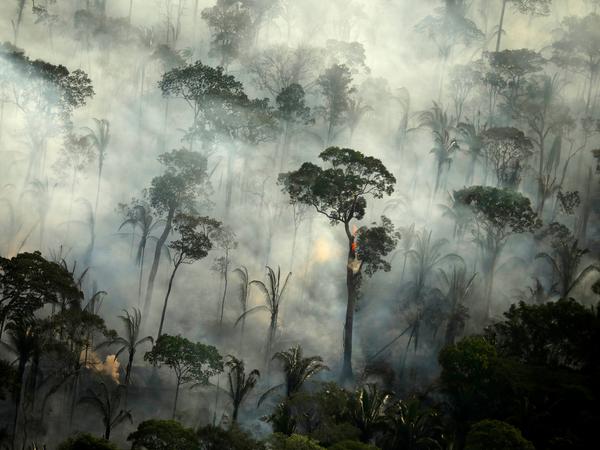 Ein Eskalieren der Klimakrise könnte dem Amazonas-Regenwald den Todesstoß versetzen. Er steht bereits wegen Entwaldung und Bränden unter Druck.