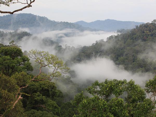 Regenwälder sind als Kohlenstoffspeicher auch klimarelevant. Als unberührte Lebensräume machen sie sich auch ihr eigenes Klima.