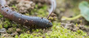 Regenwürmer im Boden beeinflussen auch die Flora und Fauna auf der Oberfläche. 