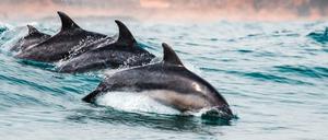 Mit drei bis vier Jahren beginnen Delfinkälber, sich eine Clique zu suchen.