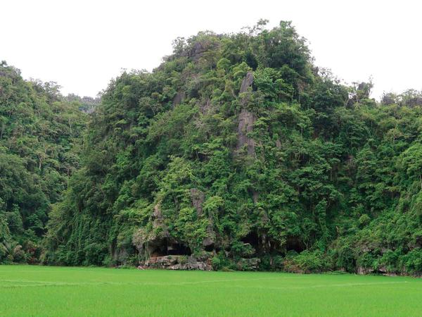 Die Leang Tedongnge Höhle, in der die Malereien entdeckt wurden, liegt auf der Insel Sulawesi in Indonesien.