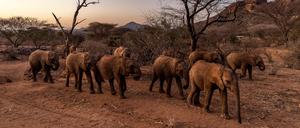 Die Rüssel sind ein Allzweckwerkzeug, mit dem Elefanten unter den zeitweise harten Bedingungen in ihren Lebensräumen überleben.