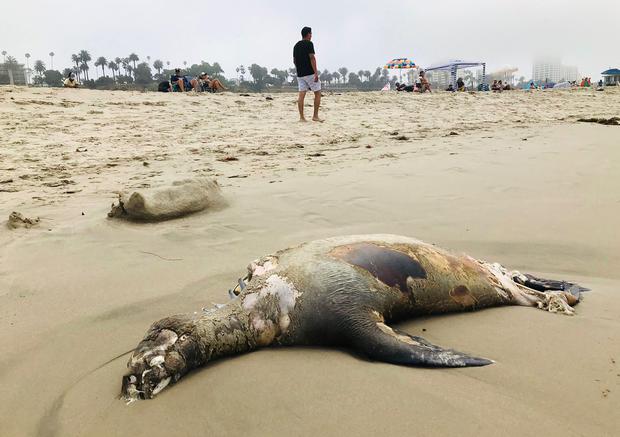 Ein Strandbesucher geht an einem Seelöwen vorbei, der am Santa Monica Beach in Kalifornien angespült wurde.