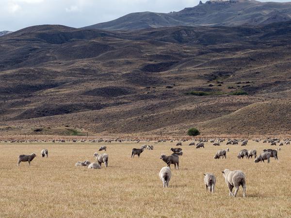 Weidende Schafe in Patagonien